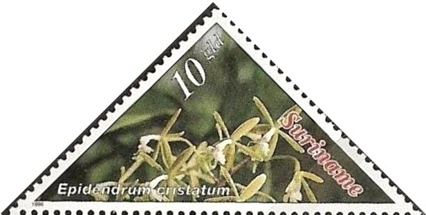 Epidendrum Cristatum