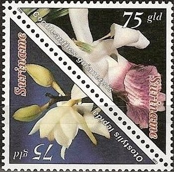 Cochleanthes Guianensis, Otostylis Lepida