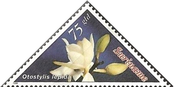 Otostylis Lepida