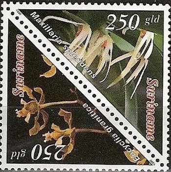 Encyclia Granitica, Maxillaria Splendens