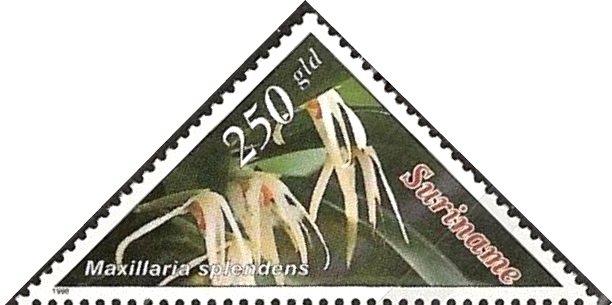Maxillaria Splendens