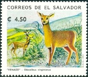 Stamp, White-tailed Deer (Odocoileus virginianus), El Salvador,  , Mammals, Animals (Fauna), Deer