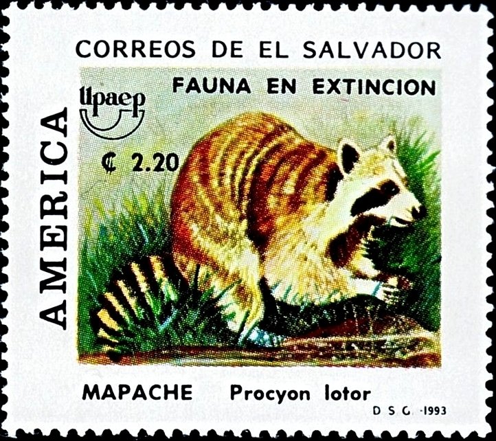 Racoon (Procyon lotor)