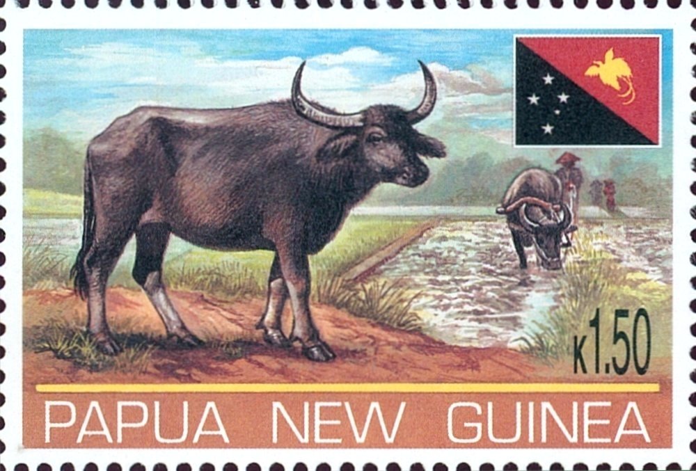 Domestic Asian Water Buffalo (Bubalus bubalis)