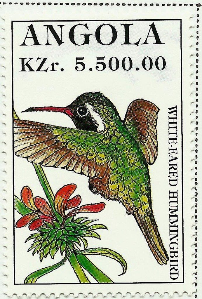 White-eared Hummingbird (Hylocharis leucotis)