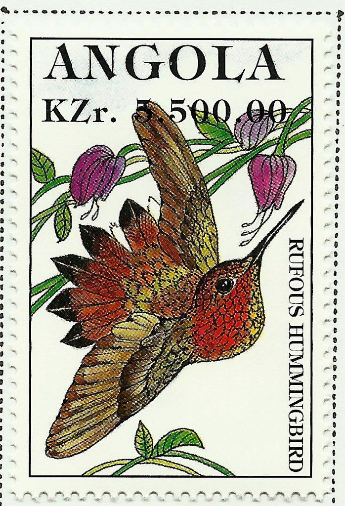 Rufous Hummingbird (Selasphorus rufus)