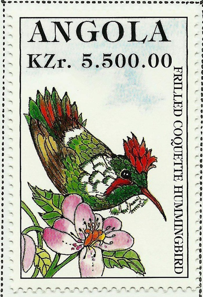 Frilled Coquette Hummingbird (Lophornis magnificus)