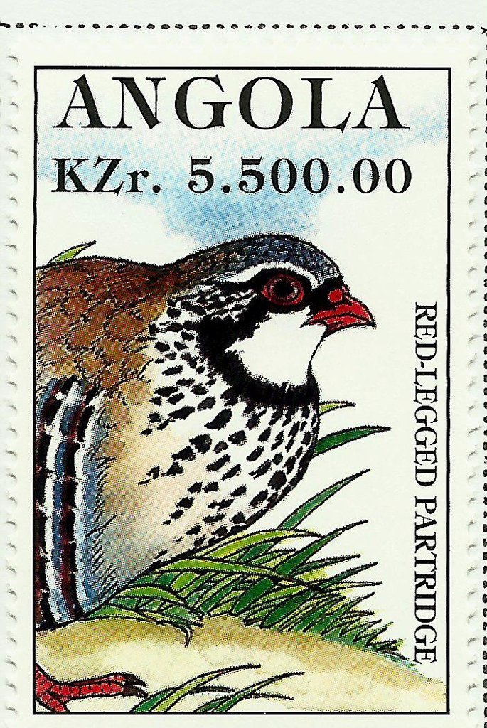 Red-legged Partridge (Alectoris rufa)