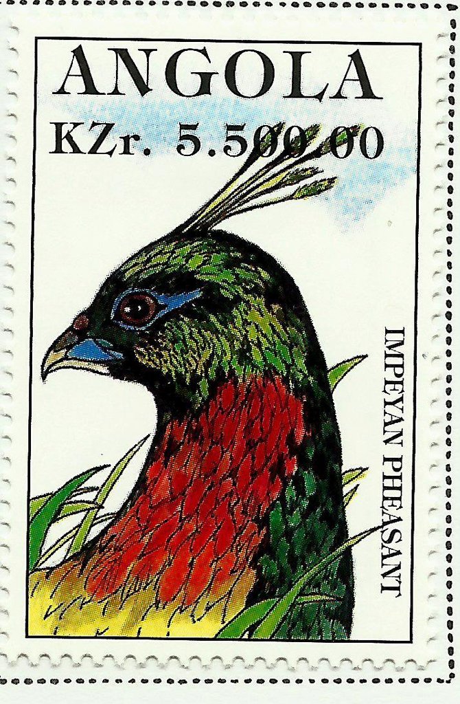 Himalayan Monal (Lophophorus impejanus)