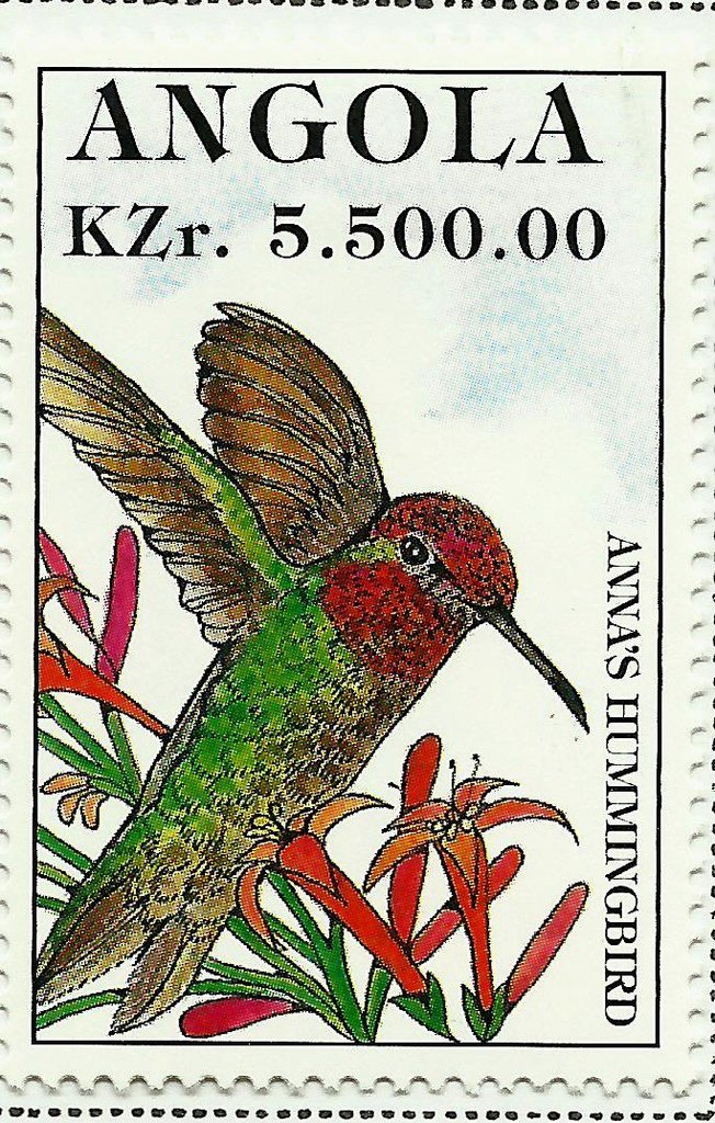 Anna's Hummingbird (Calypte anna)