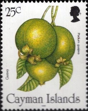 Guava