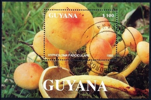 Hypholoma fasciculare