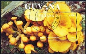 Souvenir Sheet, Omphalotus illudens, Guyana,  , Mushrooms