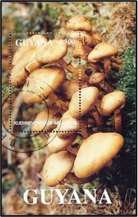 Kuehneromyces mutabilis