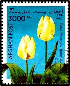 Tulip