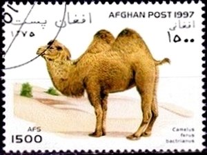 Bactrian Camel (Camelus ferus bactrianus)