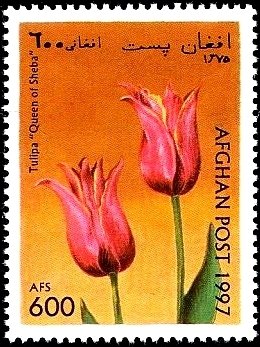 Tulip