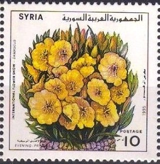 Evening primrose