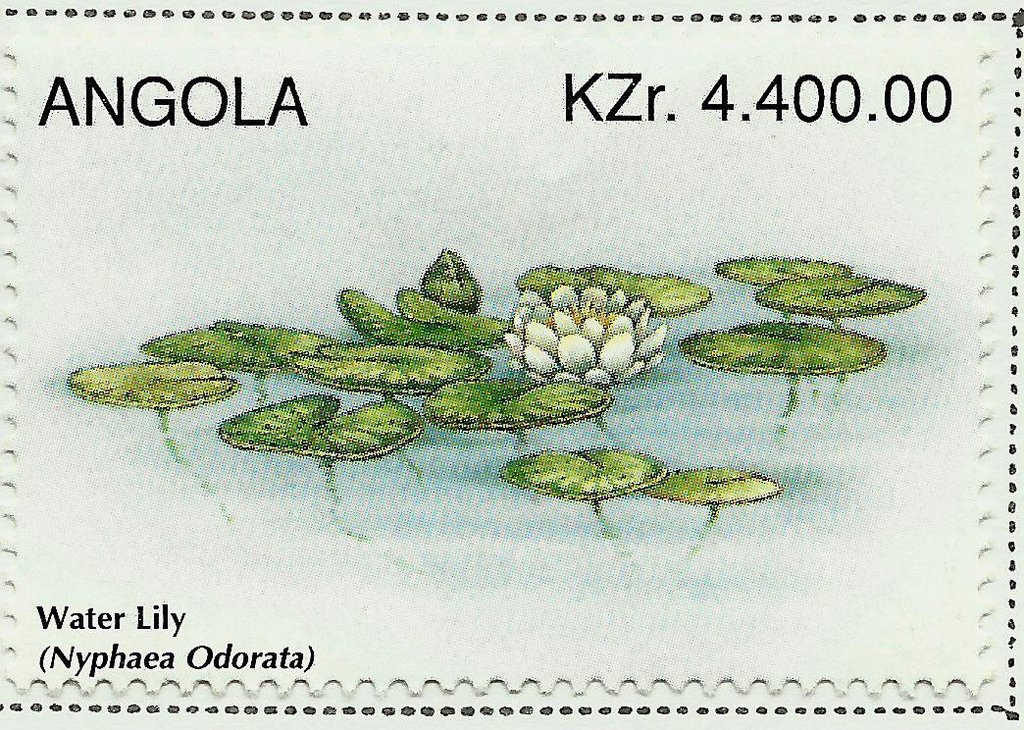 Fragrant Water Lily (Nymphaea odorata)