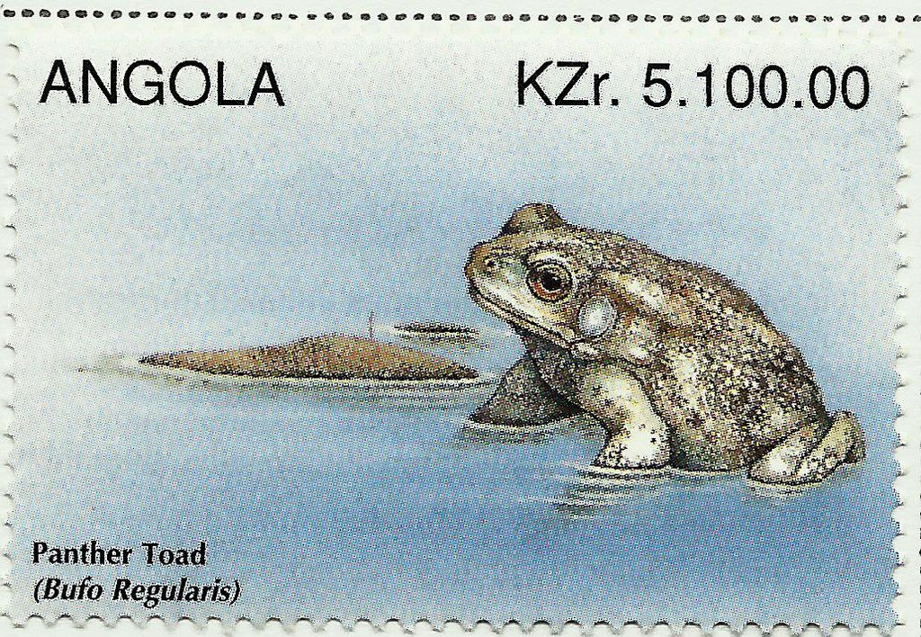 Square-marked Toad (Bufo regularis)