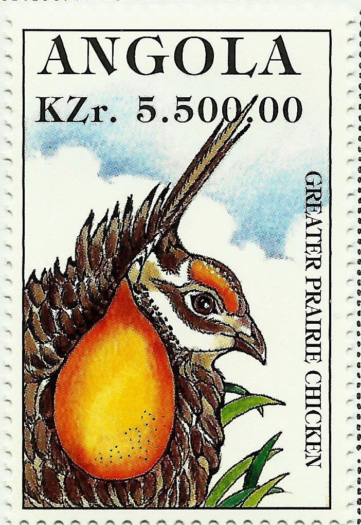 Greater Prairie Chicken (Tympanuchus cupido)
