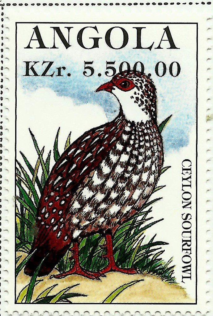 Ceylon Spurfowl (Galloperdix bicalcarata)