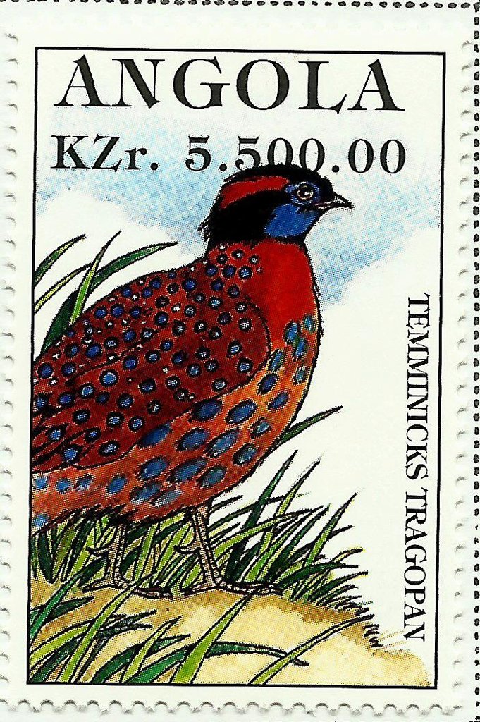 Temminick's Tragopan (Tragopan temminckii)
