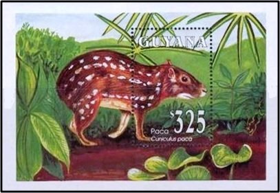 Lowland Paca (Cuniculus paca)
