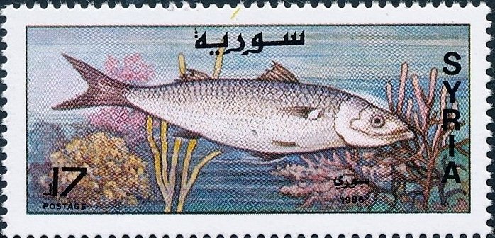 Fish with Two dorsal Fins