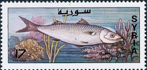 Stamp, Fish with Two dorsal Fins, Syria,  , Animals (Fauna), Fishes
