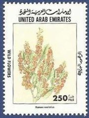 Rumex vesicrius