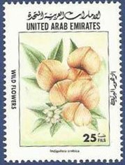 Indigofera arabica