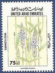 Lavandula citriodora