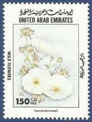 Stamp, Convolvulus deserti, United Arab Emirates,  