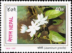Jasminum gracile