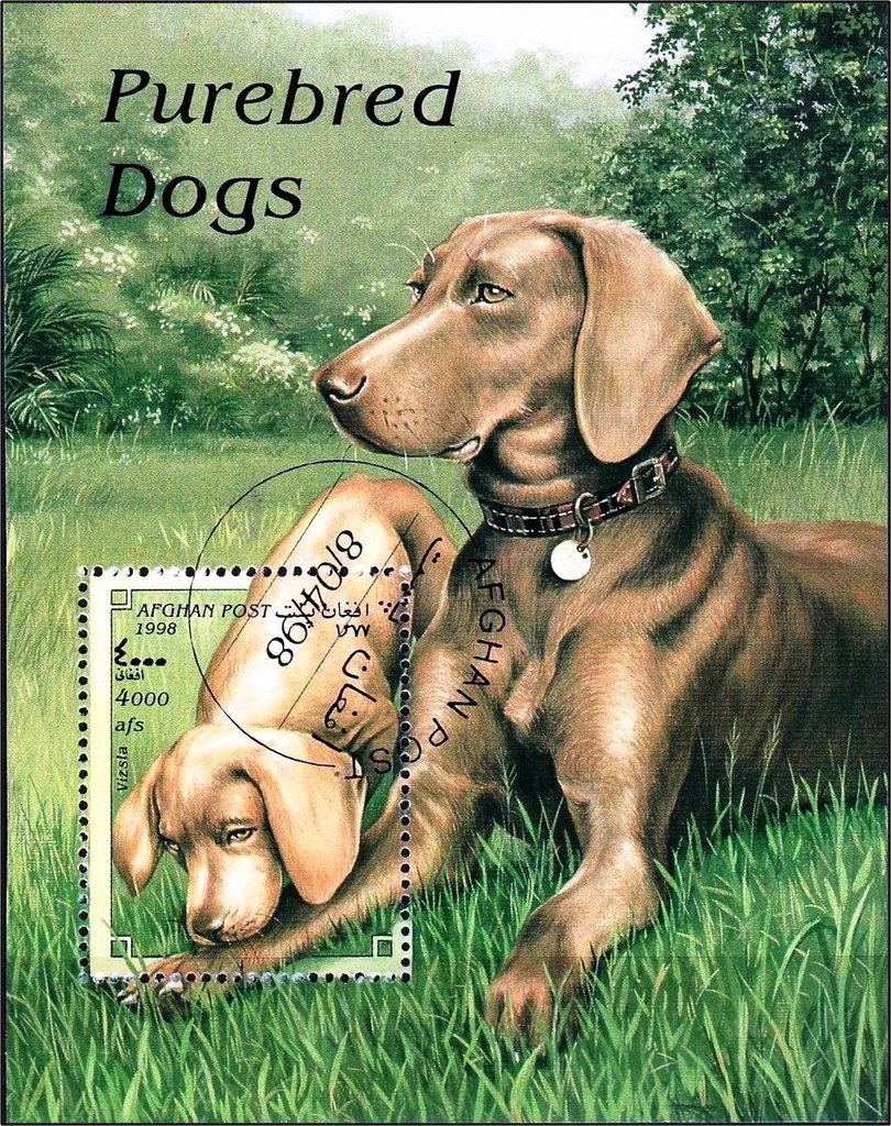 Magyar Vizsla (Canis lupus familiaris)