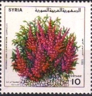 Astilbe