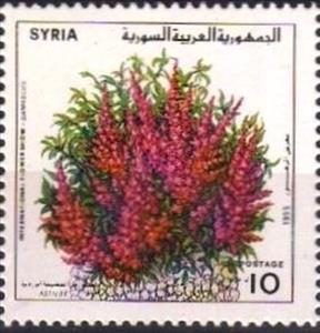Stamp, Astilbe, Syria,  , Flowers, Plants (Flora)