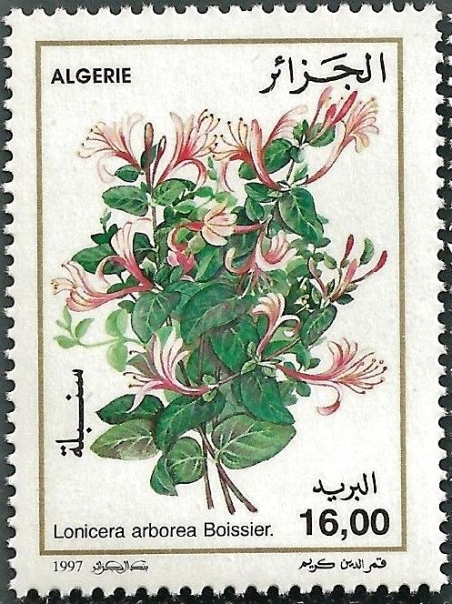 Lonicera arborea