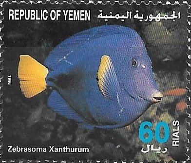 Yellowfin Tang (Zebrasoma xanthurum)