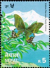 Krishna Peacock (Papilio krishna) 