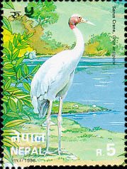 Sarus Crane (Grus antigone)