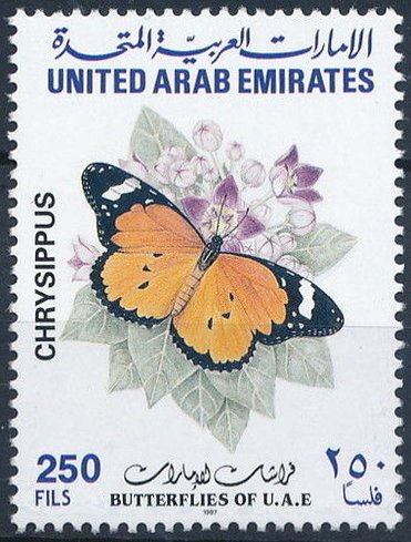 African Monarch (Danaus chrysippus)