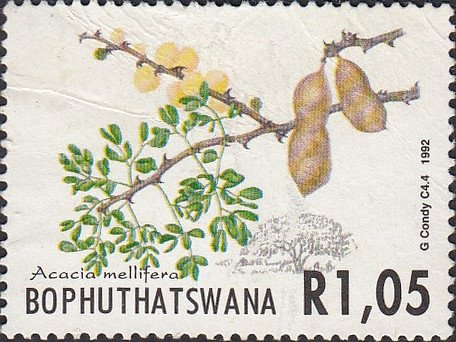 Acacia trees: Mellifera