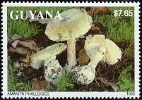 Amanita phalloides