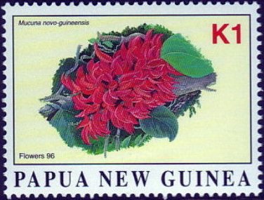 Mucuna novo-guineensis