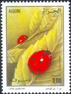 Seven-Spot Ladybird (Coccinella septempunctata)