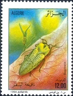 Jewel Beetle (Buprestis sp.)