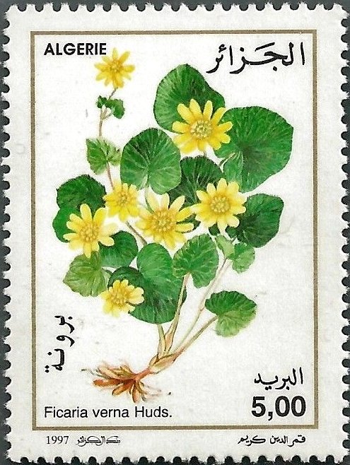 Ficaria verna