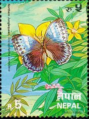 Northern Jungle Queen (Stichophthalma camadeva)